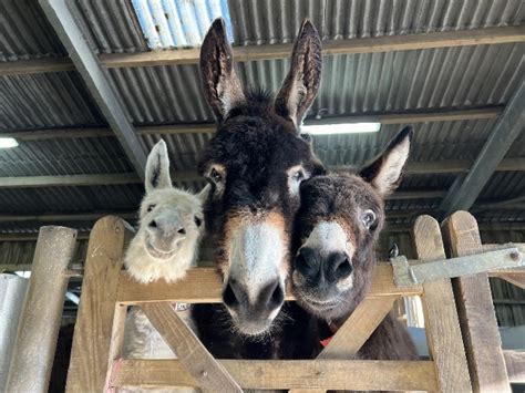 donkey sanctuary lottery results|Winners .